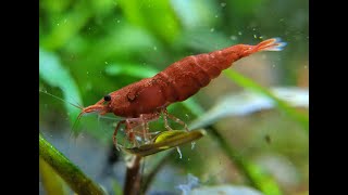 Painted Fire Red Cherry Shrimps by Shrimpy Business [upl. by Ileek13]