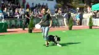 Border Collie frisbee [upl. by Hersch]