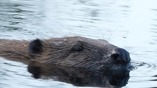 Boosting tourism but damaging farmland beavers divide Scots  AFP [upl. by Darcey]