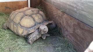 Outdoor DIY Sulcata Tortoise Housing In Cooler Climates [upl. by Milly]