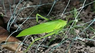 Broadwinged Katydid [upl. by Wessling]