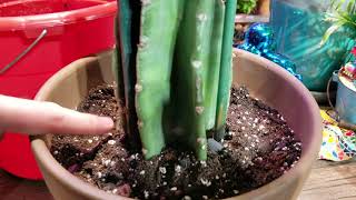 Potting Cactus Cuttings  Cactus Soil  Cactus Fertilizer  Cereus Peruvianus  Myrtillo [upl. by Hseyaj615]