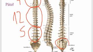 Kosterní soustava [upl. by Nosrej162]