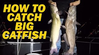 How to catch flathead catfish with live bait  Fishing for channel catfish with shad [upl. by Anifled]