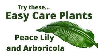 Easy Care Plants  Peace Lily and Arboricola [upl. by Tal459]