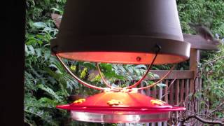 Winter Hummingbird feeder [upl. by Ainitsirhc]