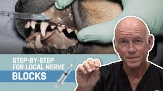 Veterinary Dentistry  Nerve Blocks for Oral Surgery for Dogs and Cats [upl. by Biron]