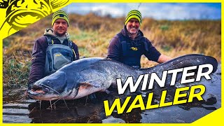 XXL WINTER WALLER am Fluss  FREESTYLE Welsangeln an der Elbe in Deutschland  Riesenwels [upl. by Mariel720]