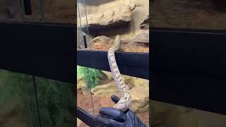 Super Dwarf Reticulated Python Setup 🔥 wildlife snake animals [upl. by Leziar]