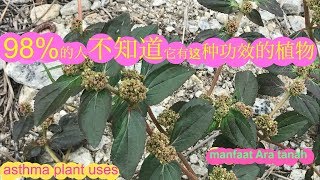 飞扬草的功效Euphorbia hirta usespokok ARA TANAH [upl. by Atte]