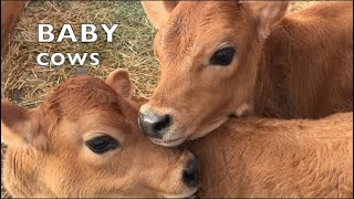 BABY COWS PLAYING LIKE SCHOOL KIDS TALKING BABY COW COMPILATION 3 [upl. by Keon]