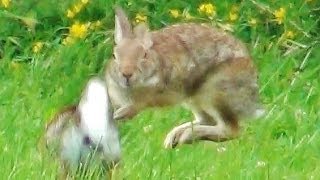 2 Rabbits Running Jumping and Playing Around [upl. by Jeanine]