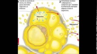 fisiopatologia obesidad [upl. by Jim]