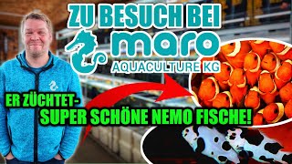 Zu Besuch bei Maro Aquaculture  Anemonenfische nachhaltig züchten [upl. by Ettevol]