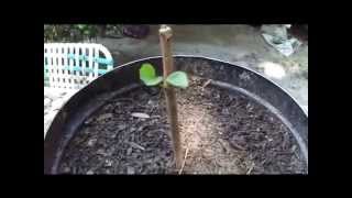 How To Grow Fruit Trees From Cuttings By Rick Gunter [upl. by Judsen]