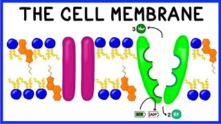 Cell Membrane Structure Function and The Fluid Mosaic Model [upl. by Horbal71]