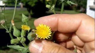 Whats That Weed SpinyLeaved Sow Thistle [upl. by Judd]