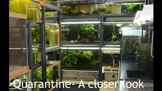 Quarantine Protocol A closer look BONUS new fish footage [upl. by Pinchas998]