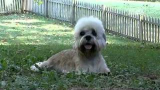 Dogs 101 Dandie Dinmont Terrier [upl. by Annaer55]