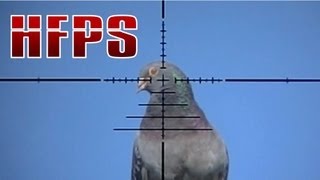 Slow Motion Airgun Pigeon Hunting 13 [upl. by Mamie]