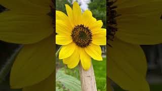 🌻 Wunderschöne Sonnenblumen in meinem Garten Sunflowers Blossom [upl. by Naashom70]