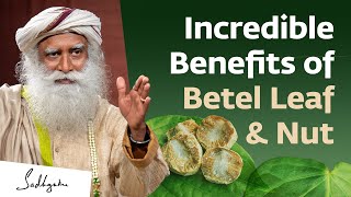 Incredible Benefits of Betel Leaf amp Nut  Sadhguru [upl. by Longley]