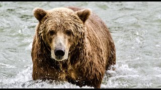 Daily Dose of Nature  Journey Into Alaska’s Bear Country [upl. by Attelrac]