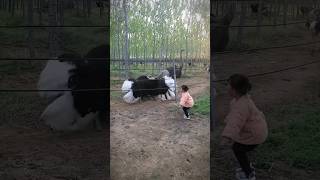 This little girl is actually teaching an ostrich to dance I don’t know how they communicate funny [upl. by Calhoun]