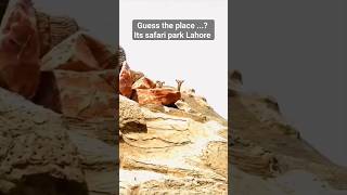 Its safari park Lahore  Usman Rafiq  share music foryou universtylife lioncub animals [upl. by Gnuy]