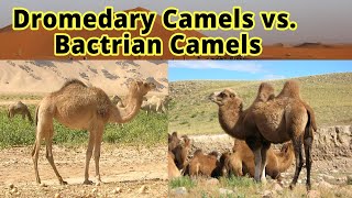 Dromedary Camels vs Bactrian Camels How to Distinguish Them [upl. by Ramar]