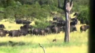 Battle At Kruger 2  Buffalo vs Lion [upl. by Ecadnarb450]