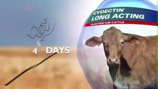 Cydectin Long Acting Injection for Cattle  Northern [upl. by Llekram]