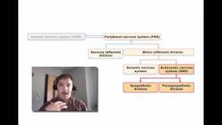 Autonomic Nervous System Overview [upl. by Nomelc]