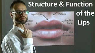 Role of the Structure amp Shape of Upper amp Lower Lips in Facial Attractiveness amp Beauty by Dr Mike Mew [upl. by Korb]