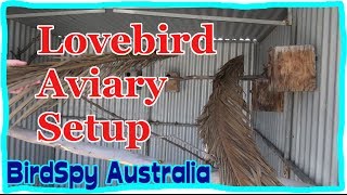 Lovebird Aviary Setup  BirdSpyAus [upl. by Aztiram]