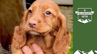 How to choose a working cocker spaniel puppy [upl. by Onil934]