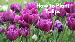 How to Plant Tulips [upl. by Ahseim]