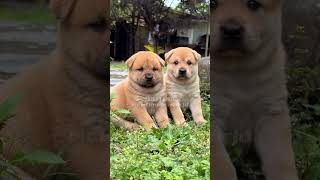 Stable pups and lively pup shots dog puppy cute animals petlove pets pet [upl. by Forster]