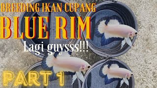 Begini Cara Breeding Ikan Cupang Bluerim Di Rumah Part 1 [upl. by Goodden354]