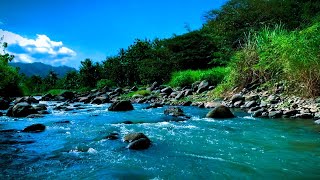 Relaxing With Beautiful River Water Flowing Sound Gentle Bubbling Flowing in the Middle Forest [upl. by Eener7]