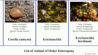 List of Animal of Order Enterogona phallusia ascidia predatory nigra arabica robusta intestinalis [upl. by Nared180]