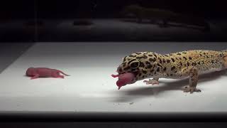 Leopard Gecko Eats 2 Pinkies  Warning Live Feeding [upl. by Arie]