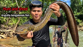 Hunt and shoot Anguilla bengalensis fish very big and long [upl. by Jaquelin94]