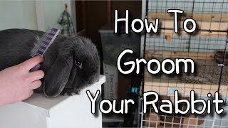 How To GroomBrush Your Rabbit [upl. by Trude832]