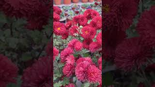 chrysanthemum flowers in my Terrace Garden [upl. by Lemuela242]