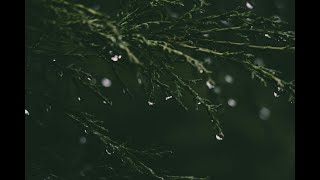 No commercial 1 hour rain sound asmrl nature sound rain sound ASMR 광고 없는 1시간 빗소리 asmr [upl. by Senhauser523]