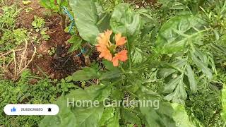 Kanakambara flowering plant producing flowers after 15 days [upl. by Prud238]