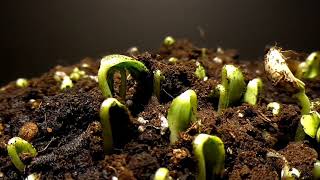 Melon germination [upl. by Birch]