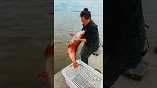 Fish Release into Sea 😍🥰❤️ trending fish shortvideo [upl. by Seravart811]