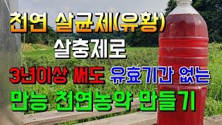 천연 살균제유황살충제 한번 만들면 3년이상 두고두고 쓸수있다 천연농약으로 고추키우는 농장 [upl. by Partan]